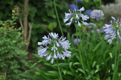 庭の花(2)