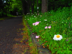 路の花