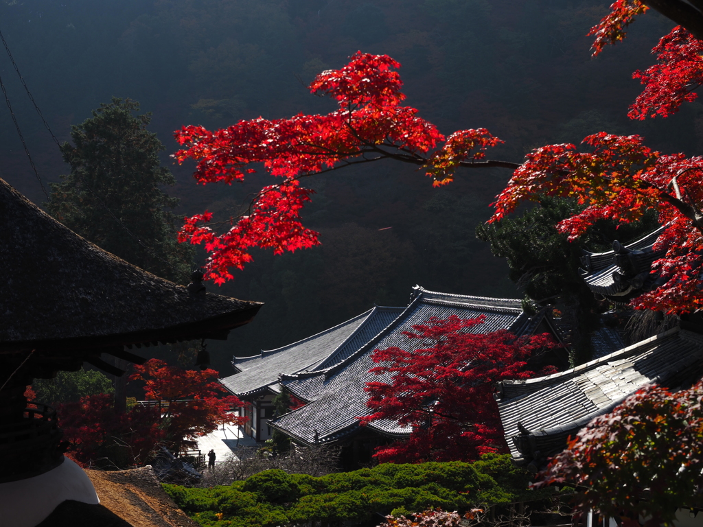 浮かぶ紅葉
