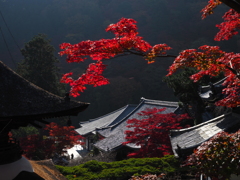 浮かぶ紅葉