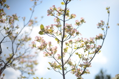桜と青空