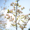 桜と青空