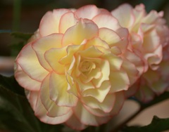 花びらの縁どり