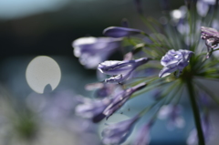 紫色の花