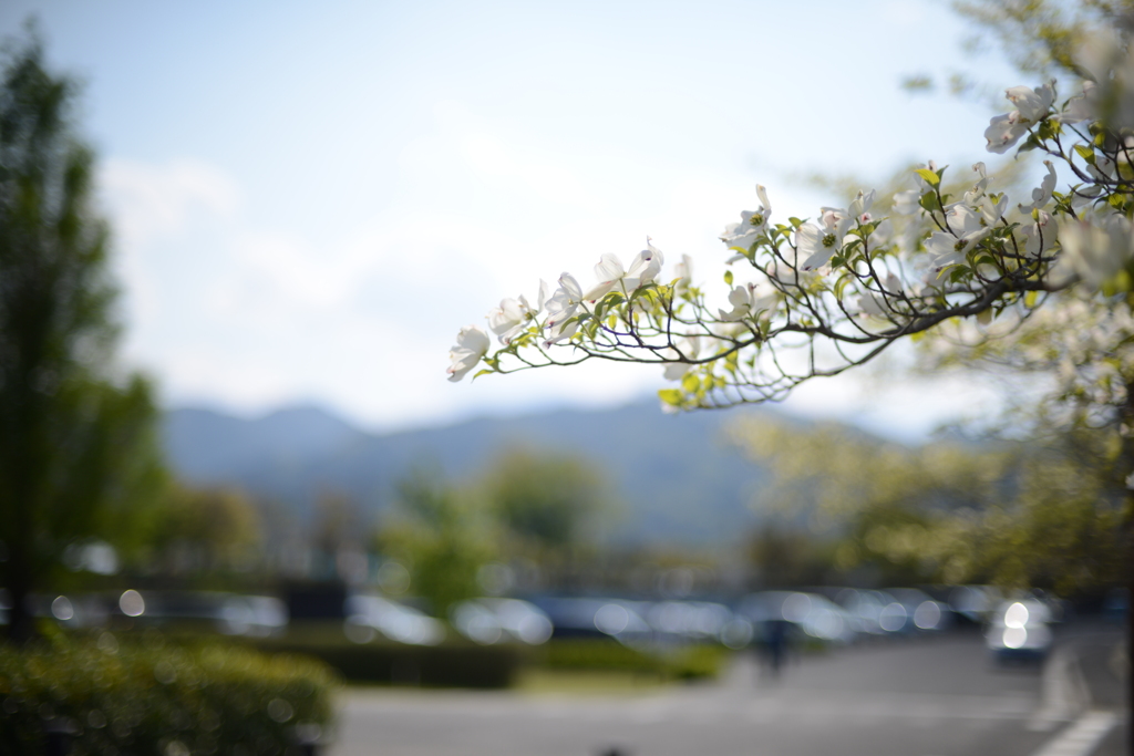 桜と山