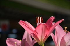 赤い花（２）