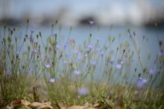 紫の花