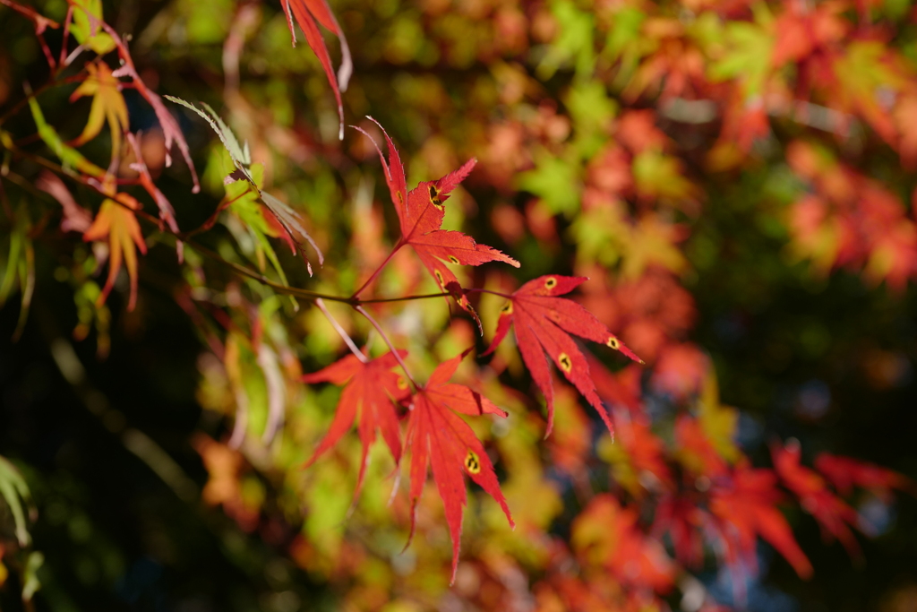 さまざまな紅葉