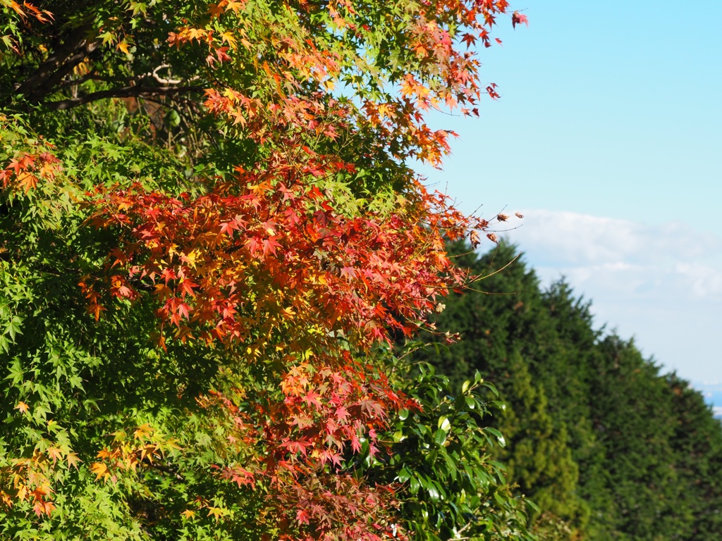 紅葉