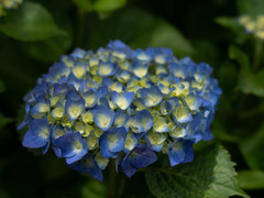 青い紫陽花