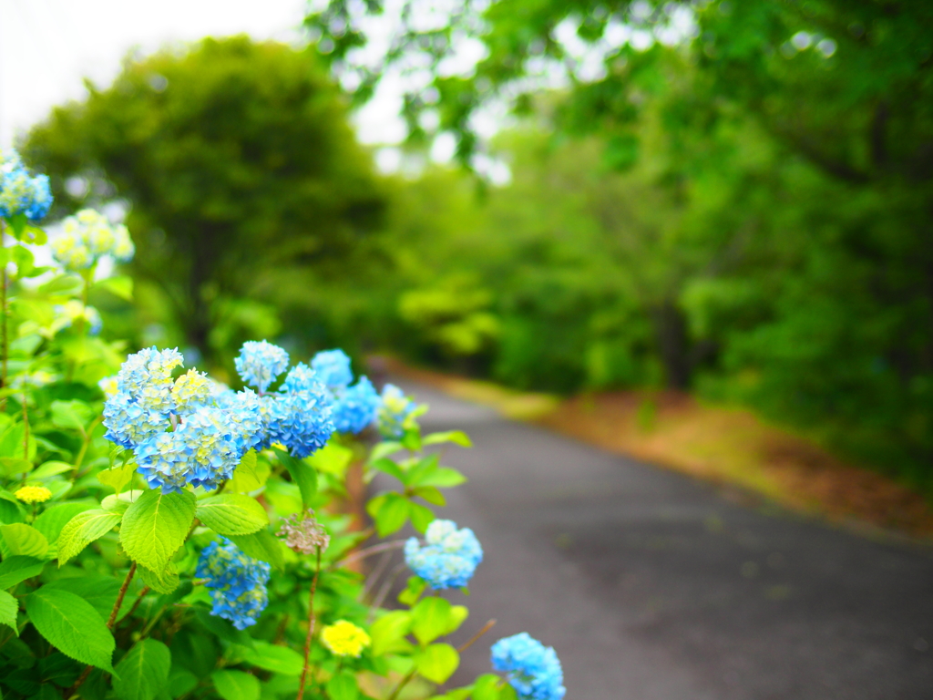 紫陽花と路