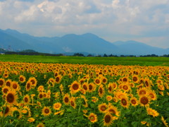 山とヒマワリ畑