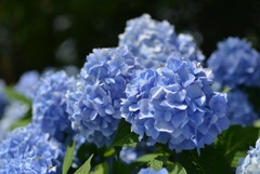 ひるがの高原に咲く花1