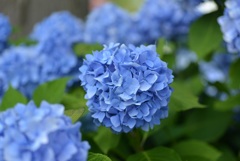 ひるがの高原に咲く花2