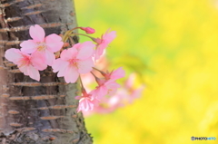 桜と菜の花