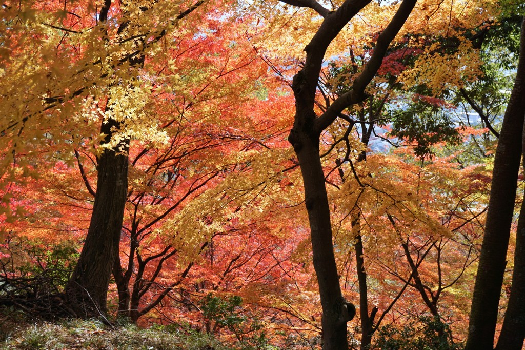 紅葉.2