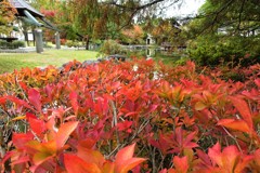 公園の秋２
