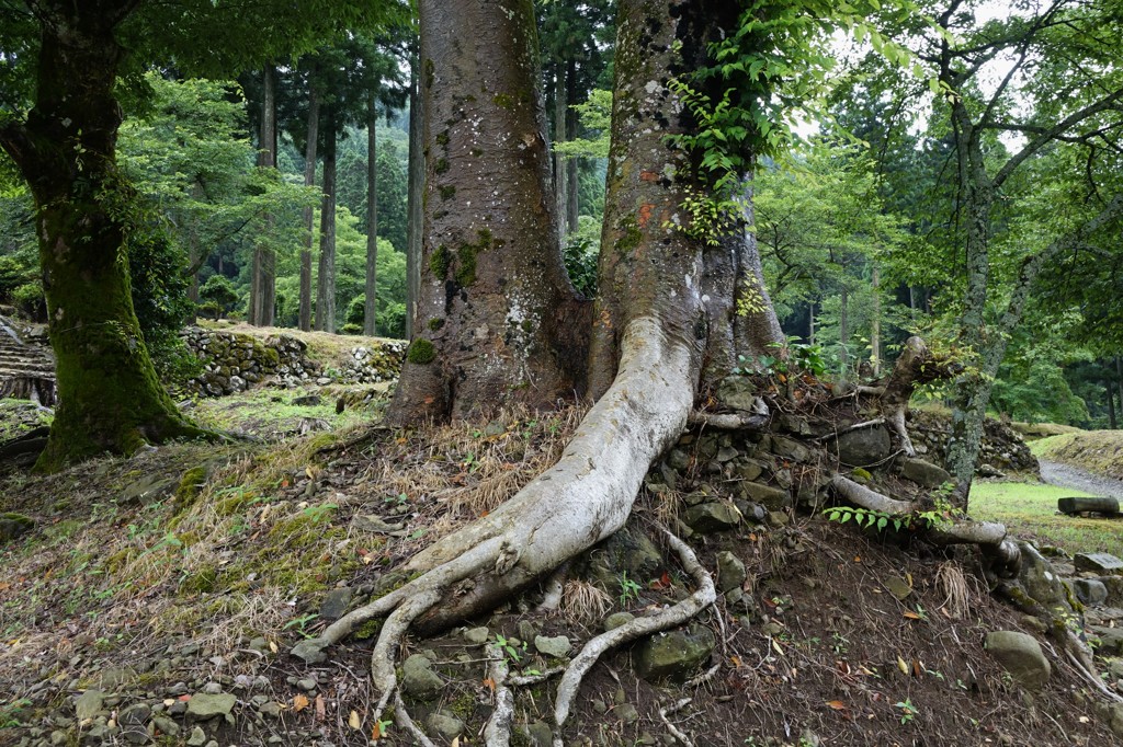 古木