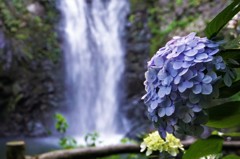 紫陽花＆滝