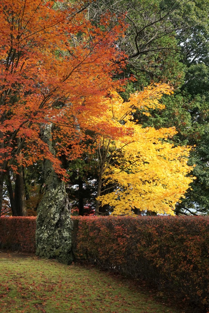 紅葉.1