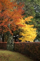 紅葉.1