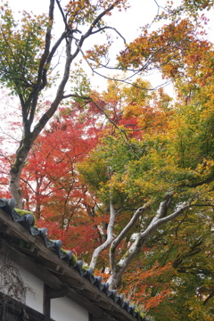 土塀から.1