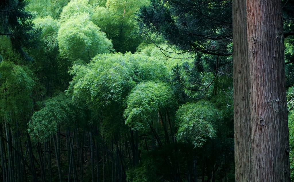笹