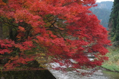 紅葉