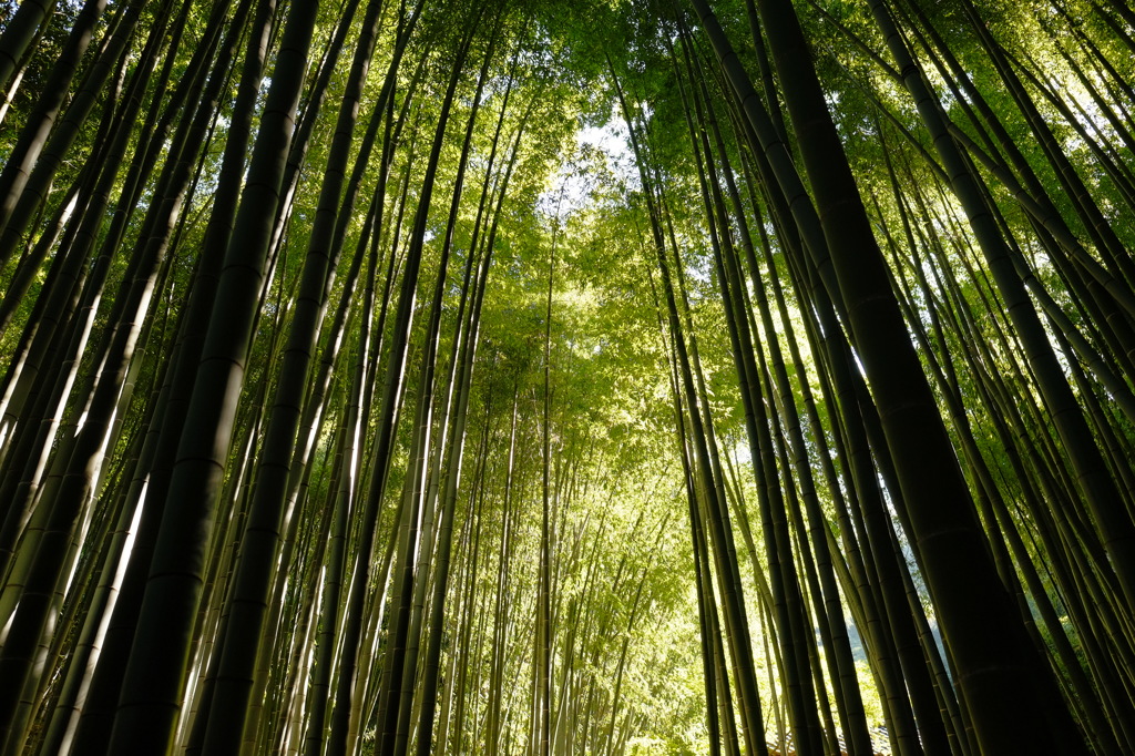 竹林寺