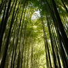 竹林寺