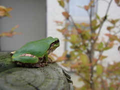 カエル
