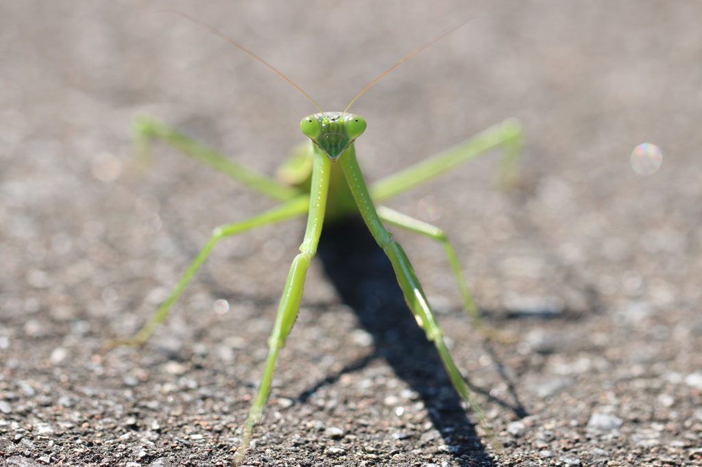カマキリ