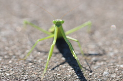 カマキリ