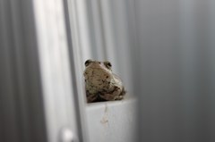 カエル