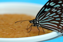 昆虫館にて１