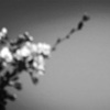 飛行機と桜