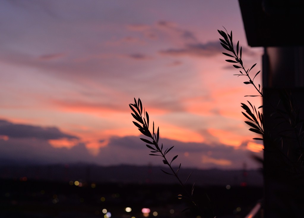 夕陽に生える