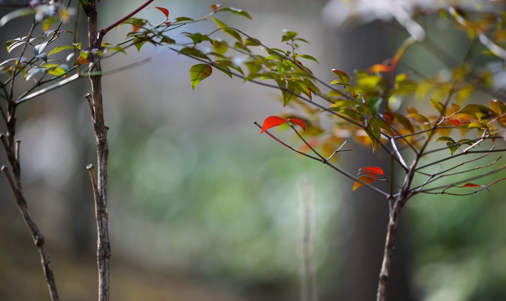 花のつく木？