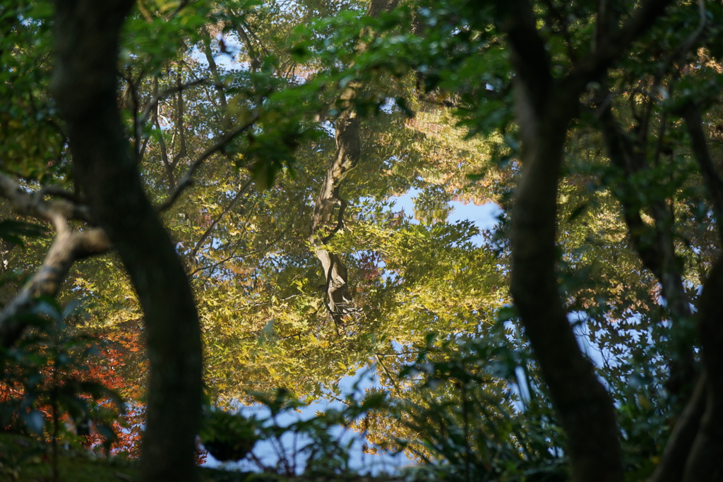 池に映る紅葉