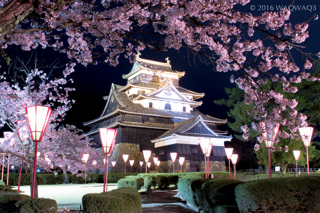 国宝松江城と夜桜