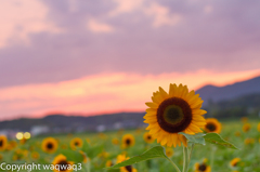 夏の終わり