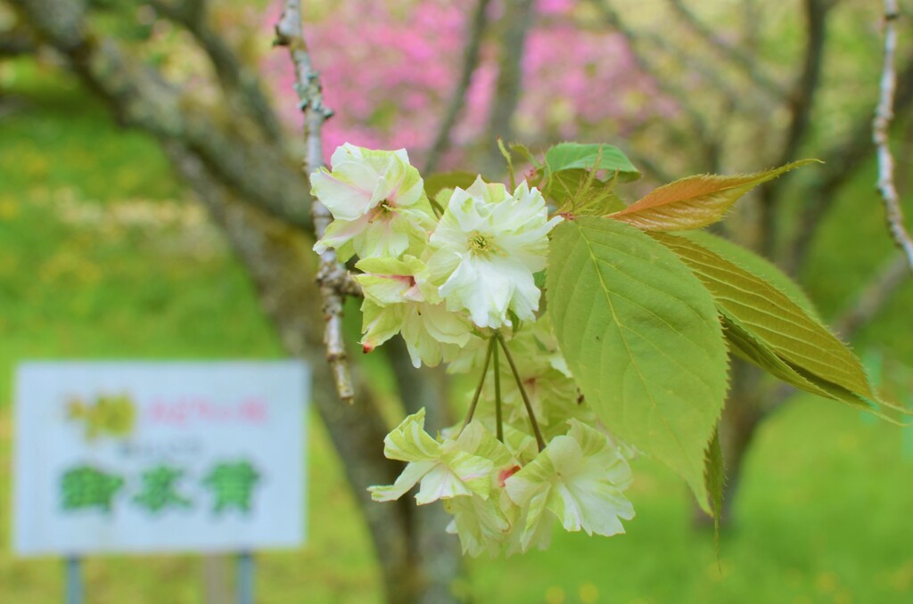 緑の桜　御衣黄