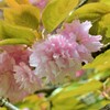 八重桜…ですかね？