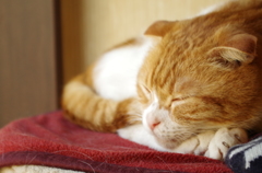 ぐっすりZzz...