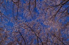 一面の桜