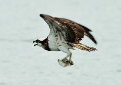 ミサゴ捕食