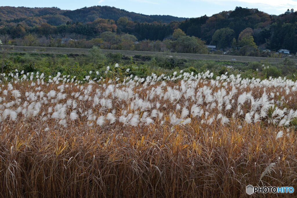 ススキの原