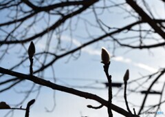 春の足音が聞こえる