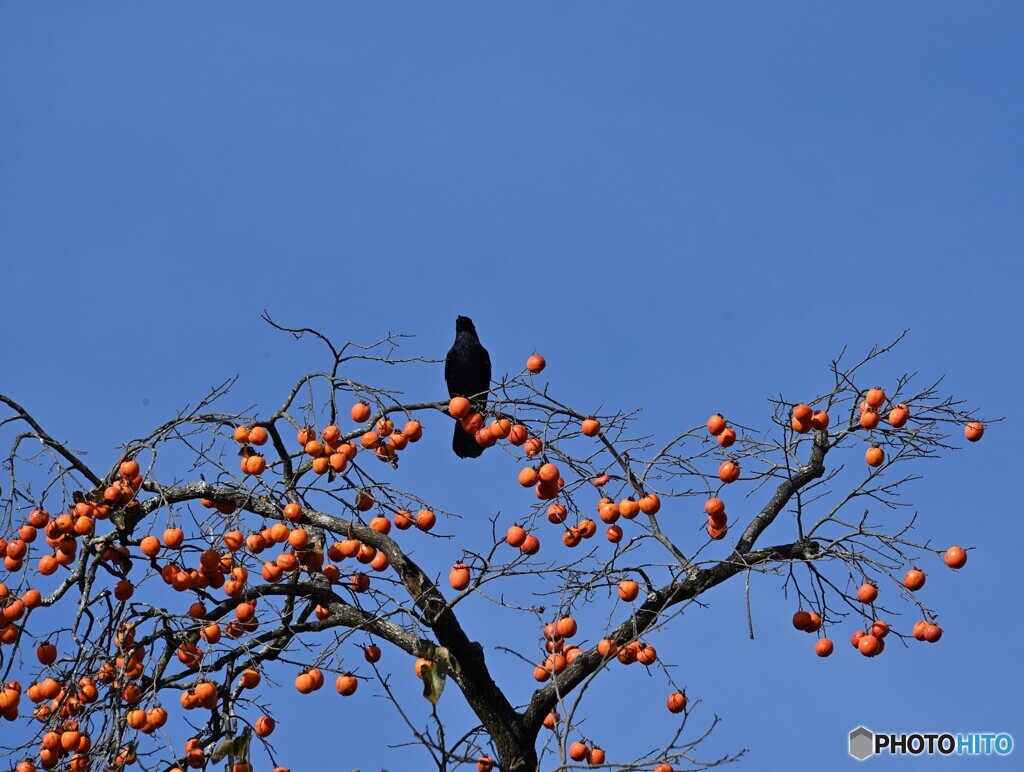 Persimmon とCrow