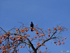 Persimmon とCrow